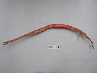 藏品(馬鞭魚)的圖片